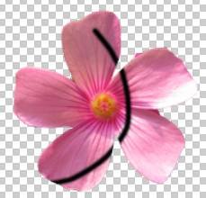 ���ʹ��Adobe Photoshop CS6����gif�Ӯ���