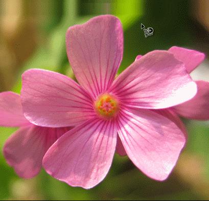 ���ʹ��Adobe Photoshop CS6����gif�Ӯ���